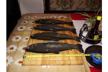 Сімейний пансіонат Oščadnica 8